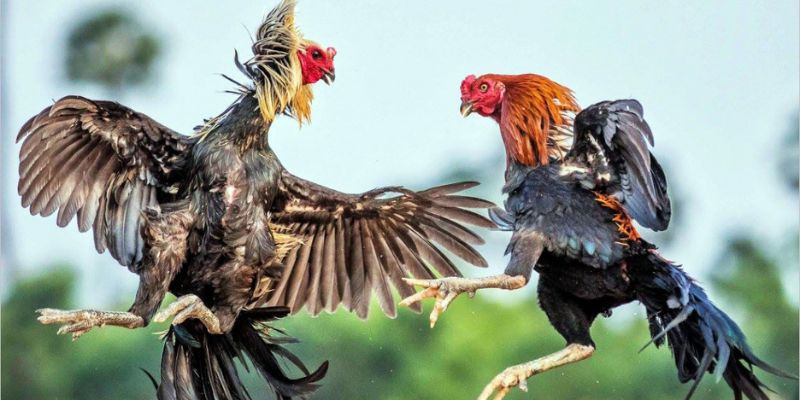 đá gà cựa dao