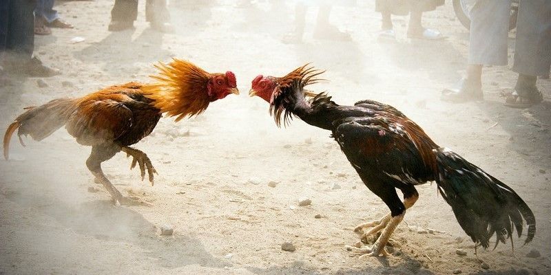 Tổng quan về đá gà đòn
